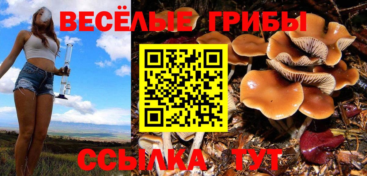 Дмитров  хочу   Вход с VPN  Псилоцибиновые грибы Psilocybe 